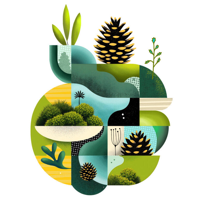 Moss &amp; Pinecones